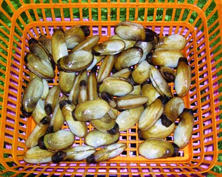 Tu[-]hài[-]Việt[-]có[-]kích[-]thước[-]nhỏ[-]hơn[-]tu[-]hài[-]nhập[-]khá[-]nhiều